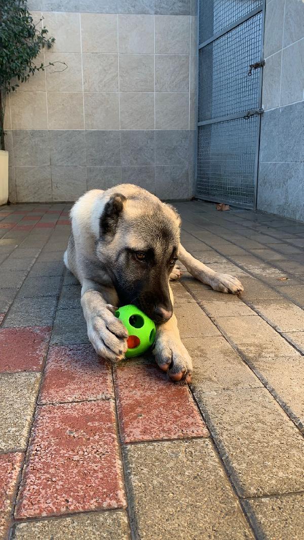 ATHENA CUCCIOLA KANGAL Foto 5